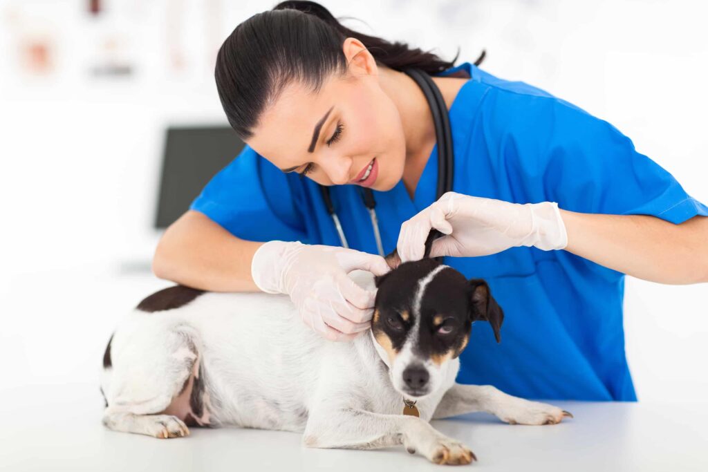 Emergency Vet Hong Kong To Treat Your Pets With Utmost Care!